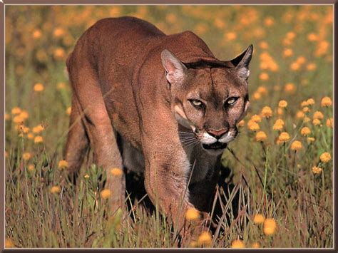 Cougar Wildlife Info And Photos The Wildlife