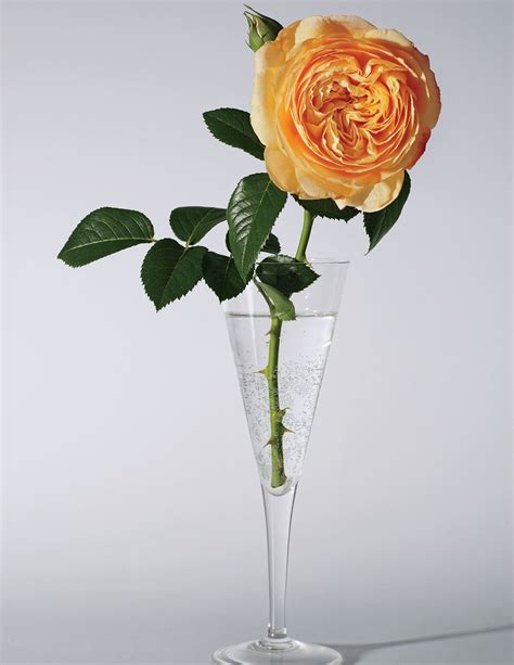 A Rose To Celebrate 125 Years Of Vogue Inspiration