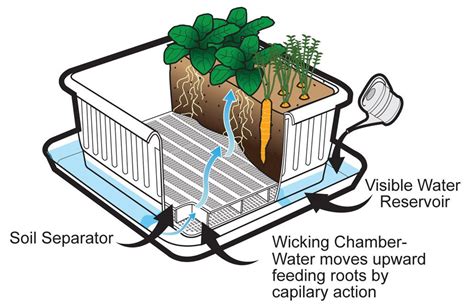 How A Self Watering Container Works Water From The Bottom And The