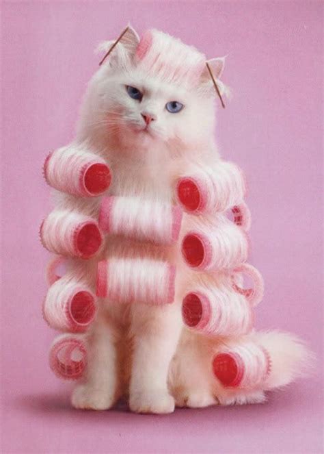 Curler Ing Cute Cats Funny Cats Funny Animals Cute Animals Silly