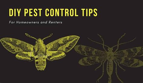 Introductory basic knowledge to help you begin do it yourself pest control. The 10 Best DIY Pest Control Tips For Homeowners and Renters