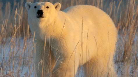 Should Polar Bear Hunting Be Legal Its Complicated