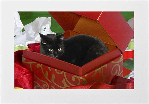 Handmade Black Cat In A Box Christmas Cards Set Of 5 Cat Etsy