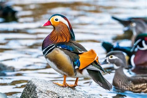 Meet The Mandarin Duck The Worlds Most Beautiful Bird Pics