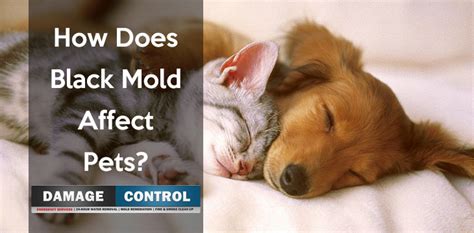If you breath black mold it can start to grow in your lungs then kill you. Does Black Mold Affect Your Pet? -- Damage Control 911