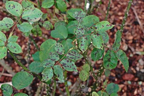 There are several fungi that cause cankers on roses. Preventing Rose Diseases | HGTV