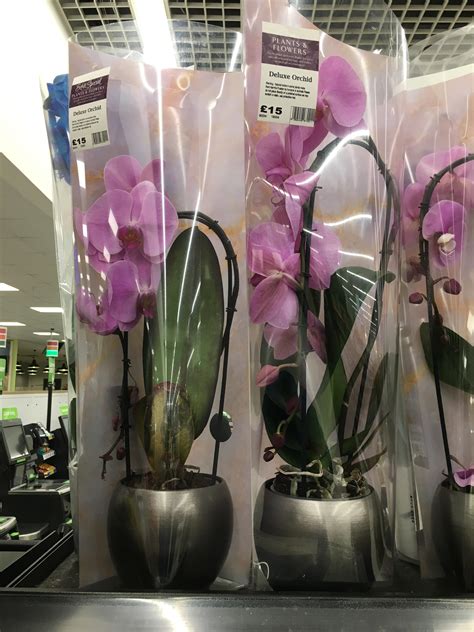 Asda Orchids In Store Orchid Flowers