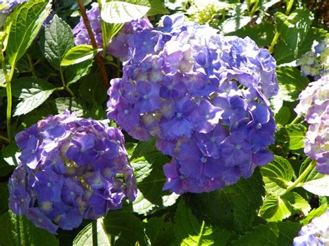 Jun 09, 2015 · by staggering stem heights, each head benefits from air circulation, which is crucial in drying. Drying Hydrangeas - Go Now To Your Dwelling Place