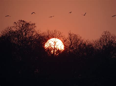 Gambar Hutan Langit Matahari Terbit Matahari Terbenam Malam