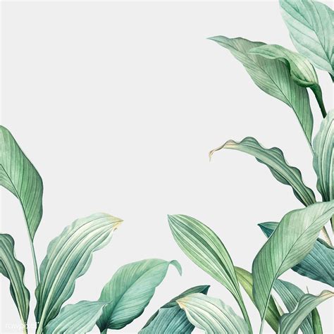 hand drawn tropical leaves on a white background vector premium image by