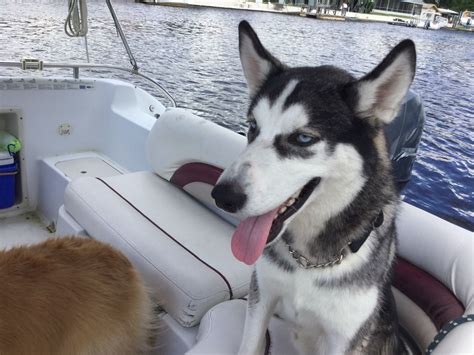 Originally bred for sled pulling, many huskies today are kept as pets due to their high sociability. #Florida #Siberian #Husky HOUDIE for #adoption. Apply here: www.siberrescue.com #share #dogs # ...