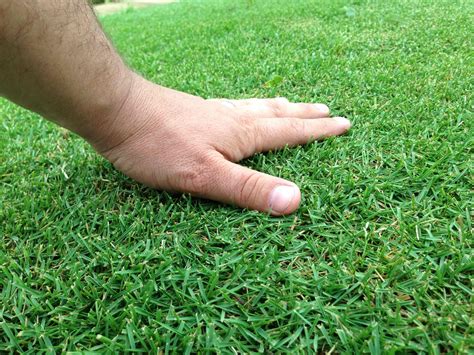 3.8 out of 5 stars 2,113 Zeon Zoysia is the #1 Selling Zoysia in America and our Best Seller and for good reason!