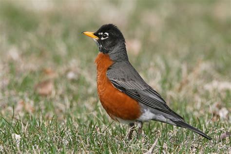 Do Robins Migrate From Minnesota Dalidesignsolutions