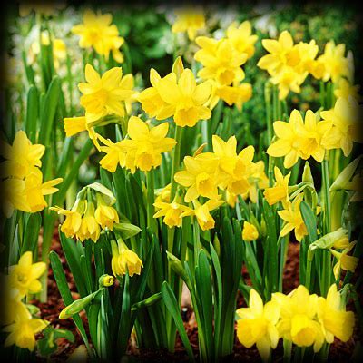 During this period, the daffodil foliage is manufacturing food. Bliss Garden & Giftware: How to care for Daffodils