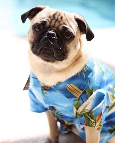 1em is 10px, 0.8em is 8px, 1.6em is 16px, etc. Hawaiian Dog Shirt Pug by Dog Threads | Stylish dogs, Cute dog clothes, Hipster dog