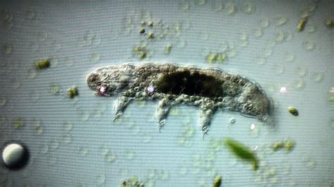 Scientists Have Discovered How Water Bears Come Back To Life After They