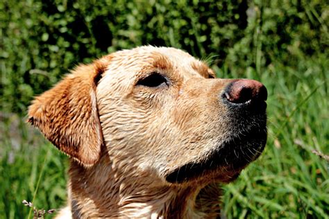 Free Images Puppy Summer Pet Nose Golden Retriever Snout