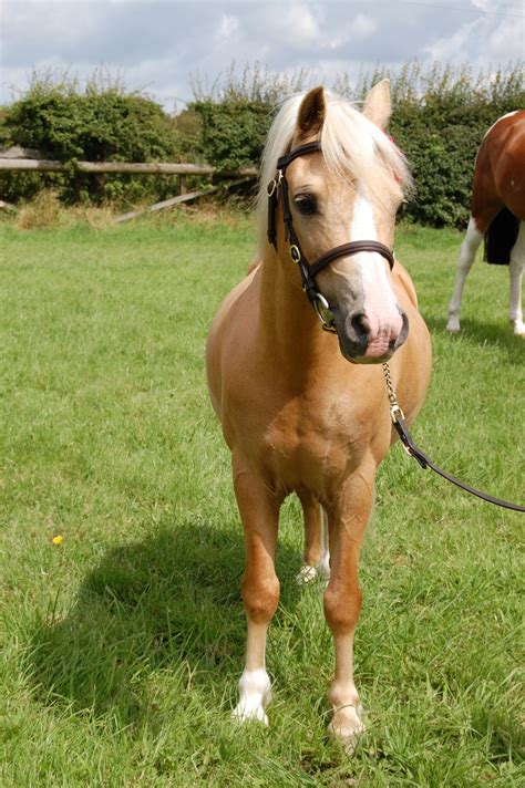 Free Images Grass Meadow Animal Pasture Grazing Rein Stallion