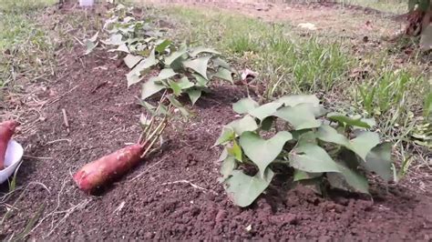 Como Plantar Batata Doce