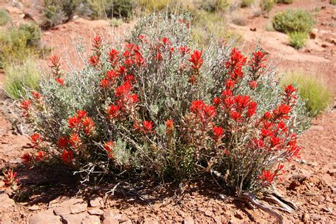 Desert Plant Arizona Desert Landscaping Desert Plants Desert Flowers
