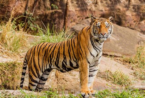 Bengal Tiger Panthera Tigris Tigris Pictoral The World Of Animals