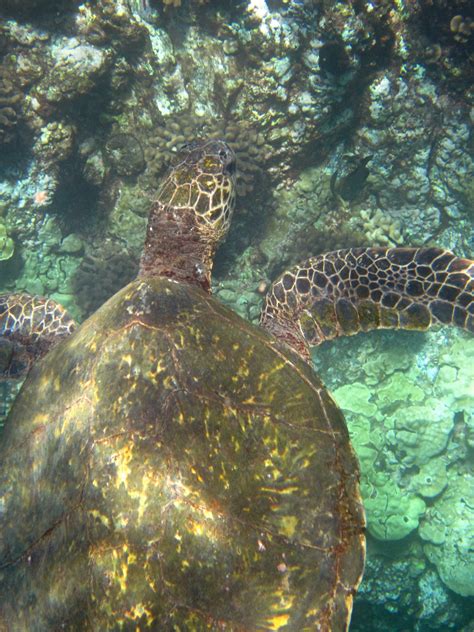 Free Images Wildlife Underwater Sea Turtle Freedom Reptile