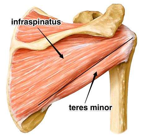 Infraspinatus And Teres Minor Rotator Cuff Yoga Anatomy