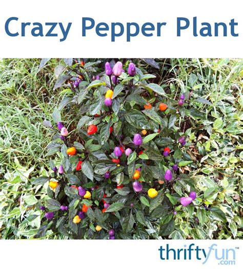 Crazy Pepper Plant Thriftyfun