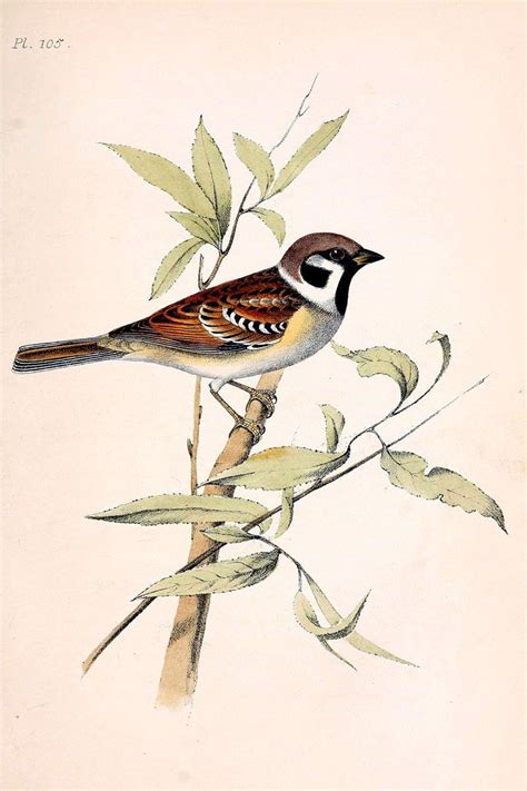 Sparrow Bird Wall Art Print Set Of 2 Antique Home Decor Bird