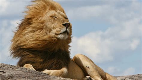Amazing Facts About Lions Onekindplanet Animal Education And Facts