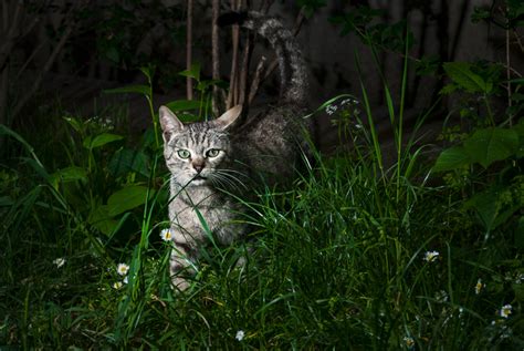 Should I Let My Cat Outside In Winter Haven Fl Veterinary