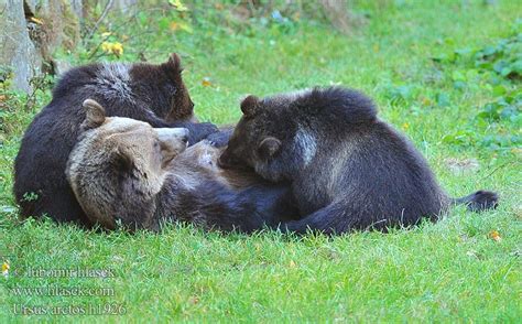 Ursus Arctos Brown Bear Braunbär Oso Pardo Medvěd Hnědý Niedźwiedź