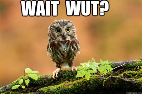 Wait Wut Waitwut Owl Quickmeme