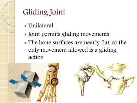 Ppt Joints Of The Human Body Powerpoint Presentation Free Download