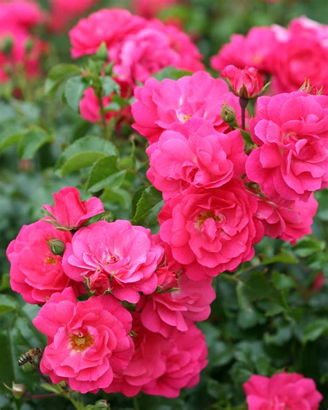 Flower Carpet Pink Daleside Nurseries Ltd