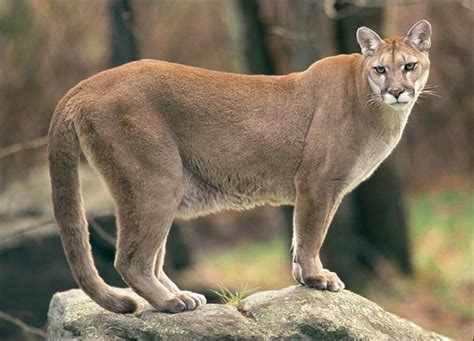 Cougar Facts History Useful Information And Amazing Pictures