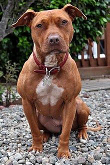 It is mainly a companion dog and was developed from english staffordshire bull terrier. American Pit Bull Terrier - Wikipedia