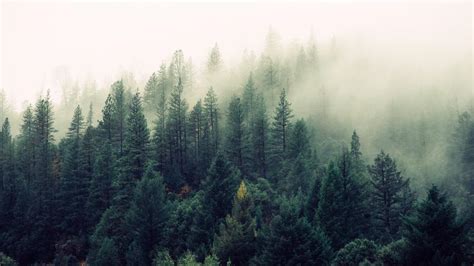 Foggy Evergreen Forest Wallpaper Backiee