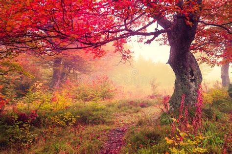 42149 Wonderful Autumn Forest Photos Free And Royalty Free Stock