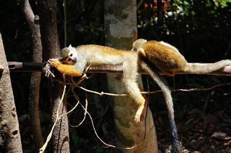 Lazy Monkey Picture Of Cancun Quintana Roo Tripadvisor
