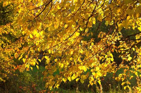 Autumn Gold Leaves Stock Photo Image Of Branch Autumnal 1330976