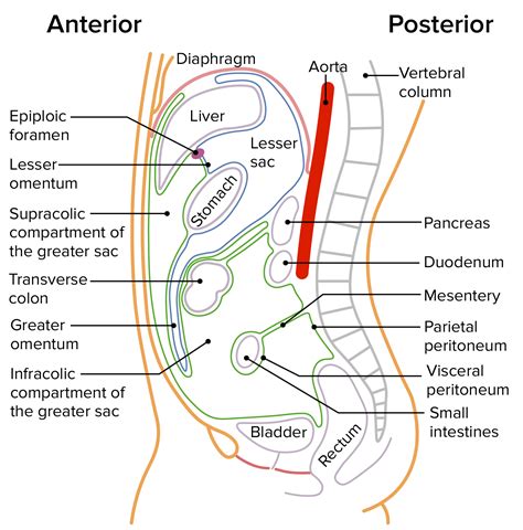 Abdominal Wall And Peritoneal Sac Lecture Gross Anatomy The Best Porn