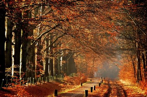 Autumn Parks Fog Branches Trees Avenue Hd Wallpaper Rare Gallery
