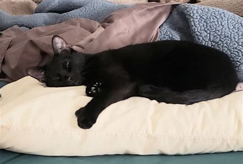 Saginaw County animal rescue still adopting sick cats months after