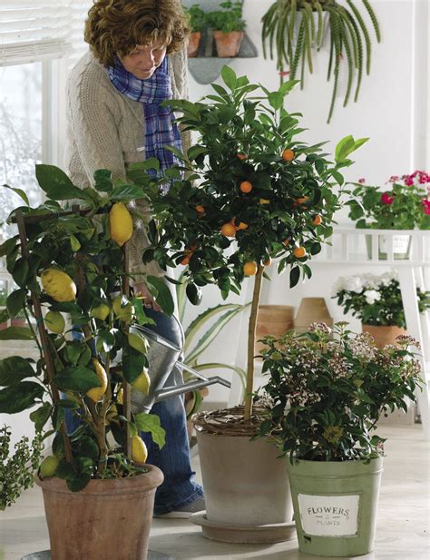 Growing Citrus In Pots Finegardening