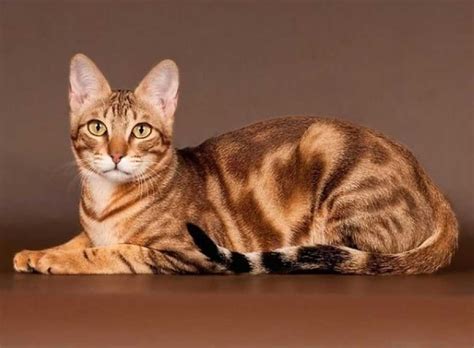 Top 10 Rare Cat Breeds Rare Cats Rare Cat Breeds Cat