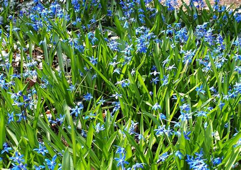 Sollte einmal eine pflanze nicht angehen, dann. Frühblüher 09 Scilla Bifolia Szilla Blaustern Blaue Blüten ...