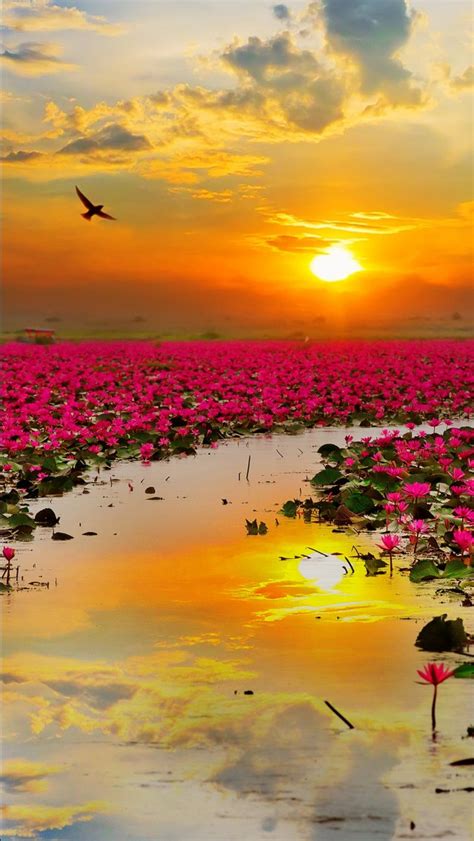 Pink Lotus Flowers During Sunset 4k Hd Pink Wallpapers Hd Wallpapers
