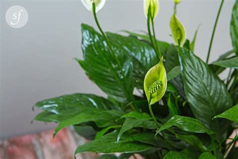 *keep your peace lily potbound. Peace Lily - Gift Ideas for Under $60, Plants, Blooming ...