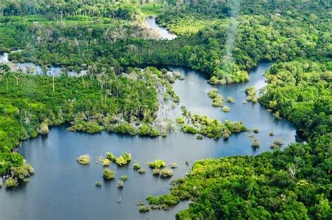 Amazon Trees May Absorb Far Less Carbon Than Previously